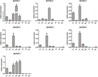 Promoter PPSP1–5-BnPSP-1 From Ramie (Boehmeria nivea L. Gaud.) Can Drive Phloem-Specific GUS Expression in Arabidopsis thaliana